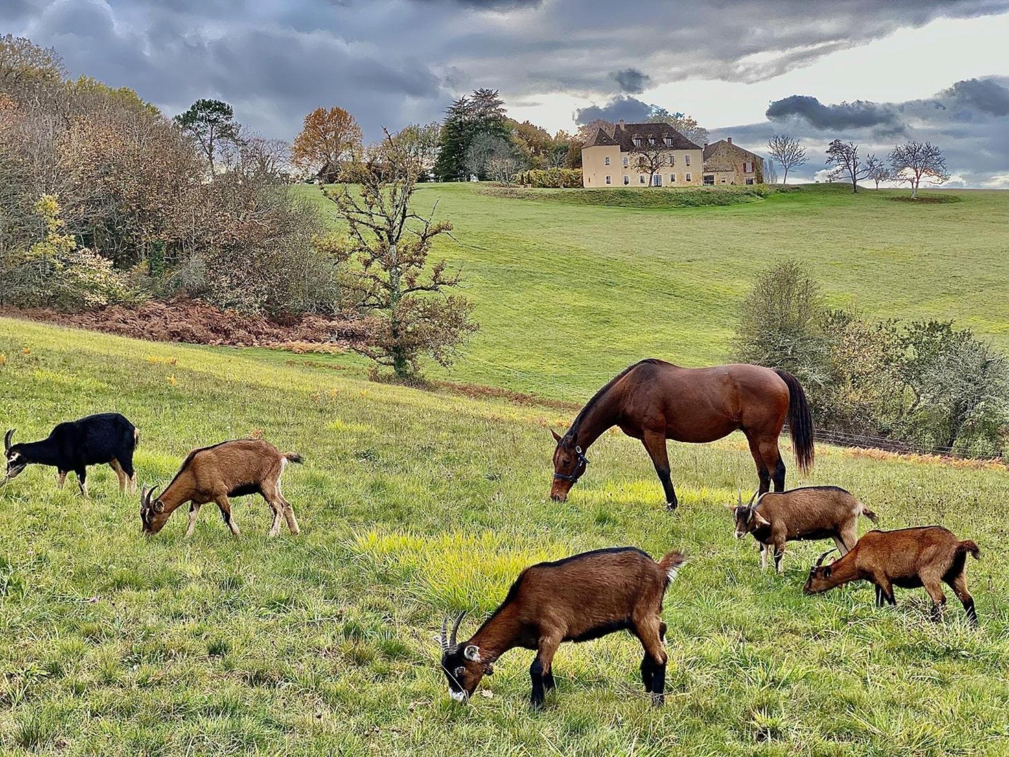 Domaine De Cazal - Gite 2 Pers Avec Piscine Au Coeur De 26 Hectares De Nature Preservee Villa แซงต์-ซีเพรียง ภายนอก รูปภาพ